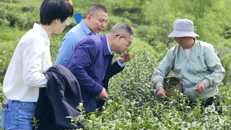 安康市開放發(fā)展高級顧問周德林一行赴紫陽縣考察